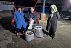 2 kişi 5 günde topladı: Bir çuvalı 22 bin TL’ye satıldı!