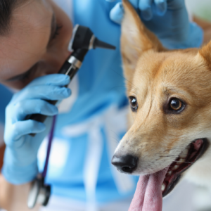 Köpeklerde Deri Hastalıkları Görülür Mü?