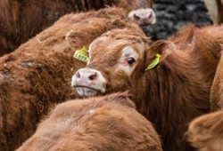 Et piyasasına müdahale: 400 bin sığır Türkiye'ye geliyor