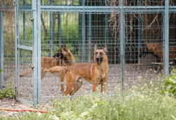 Almanya'da 'köpek vergisi' rekor kırdı! Türkiye'de neden yok?