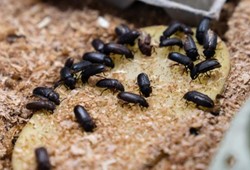 Avrupa ülkeleri sıraya girdi: Kurutulmuş böcekten un üretiyor