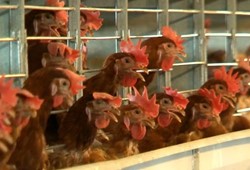 Bakanlıktan kritik karar: Tavuklar artık böyle yumurtlayacak