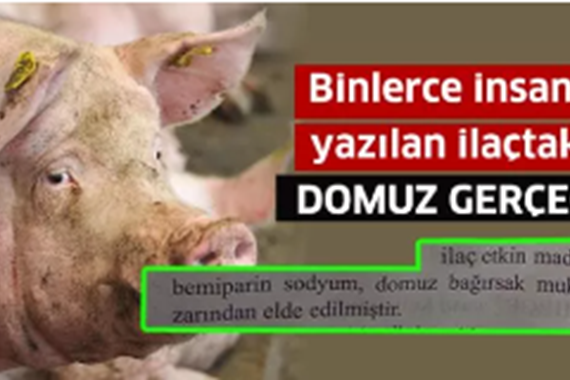 Binlerce insana yazılan ilaçtaki domuz gerçeği