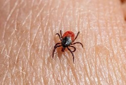bu-ilde-disari-cikanlar-dikkat-kenelerde-virus-tespit-edildi.jpg