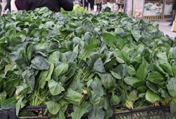 Bu ıspanağı sakın yemeyin! Marketler tek tek rafları boşaltıyor