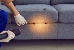 Çinlilerin yıllardır kullandığı yöntem: Hamamböcekleri kokusunu alınca kaçıyor