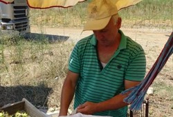 dali-dalina-satiliyor-kilosu-200-tl-yol-kenarinda-kuyruk-olusuyor.jpg