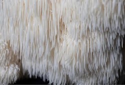 Doğadan topladı, evinde çoğaltıp servet kazanıyor: Kilosu 2000 TL!