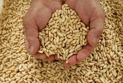 Herkes peşinde, doğada kendiliğinden yetişiyor: Kilosu bin lirayı buldu