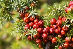 doganin-sasirtan-dengesi-bu-kus-ve-bu-agac-birbirine-mecbur.jpeg