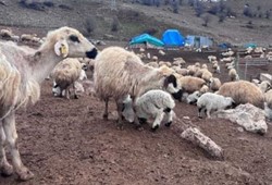 Bu ilde hayvancılık alarm veriyor: Kuzular belirti göstermeden bir anda ölüyor