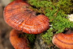 Balkonunu seraya çevirdi: Kilosu 15 bin liradan alıcı buluyor