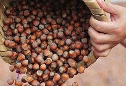 Fındığın kendisi 155 lira, kabuğu 165 lira; Çuvalı bile fındıktan pahalı!