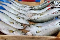 Omega 3 deposu balıkta büyük indirim: Kilosu 600 liraya düştü