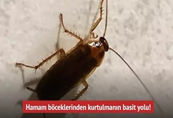 Hamam Böceklerine Dünyayı Dar Eden Yöntem! Meğer Çözüm Buymuş