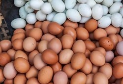 Hangi renk yumurtayı seçmeliyiz? Kahvaltılara dair bilinmeyen gerçekler!