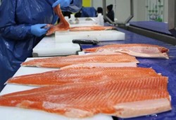 herkes-somon-saniyordu-ama-degilmis-en-saglikli-balik-belli-oldu.jpg
