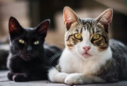 Meğer anahtar buymuş: İnsan-kedi bağını güçlendiren en basit yöntem