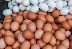 Kahverengi yumurtayı unutun! İşin aslı bakın neymiş…