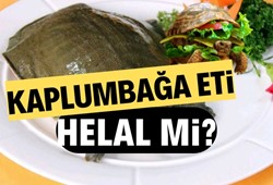 Kaplumbağa eti helal mi? Kaplumbağa eti yemek caiz mi?