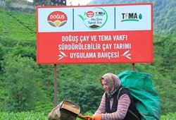 Doğuş Çay’da İlk Hasat Heyecanı: Karadeniz’de Yeni Sezon Başladı