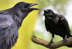 Kargalar neden kinci? Cevabı duyunca şaşıracaksınız