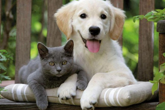 Kedi ve köpek beslemek caiz mi? Evde evcil hayvan beslemek günah mı?