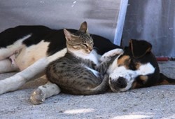 kedi-ve-kopeklerde-yeni-donem-akraba-ciftlesmesine-yasak-geldi.jpg