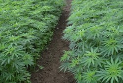 Kenevir üretimi için kurallar değişti: Yeni dönem resmen başladı