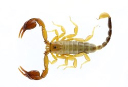 Keşfettiği akrep türüne eşinin ismini verdi