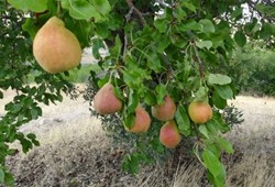 Kilosu 50 TL’den peynir ekmek gibi satıyor: Taleplere yetişemiyorlar