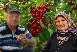 Kiraz yedikten sonra hastanelik olmuşlardı: İkinci ölüm geldi