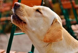 Köpekler neden ezan okunurken ulur? Duyunca inanamayacaksınız!