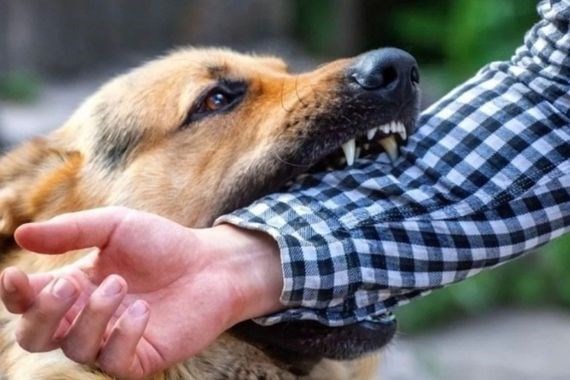 Korku sokakları sarıyor! Avrupa'da başıboş köpek sorunu nasıl çözüldü?