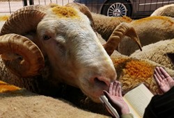 kurban-bayrami-arefesinde-oruc-tutulur-mu-sevabi-nedir.jpg