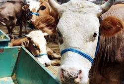 Kurban Bayramı öncesi şok değişiklik! 5 gün değil, 3 gün olacak