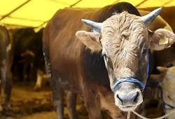 kurban-kesecekler-dikkat-uzmanlar-uyariyor-mutlaka-isin-ehli-kasaplar-yapmali.jpg