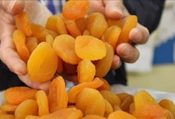 kuru-kayisi-satisina-dur-denildi-yasak-resmen-basladi.jpg