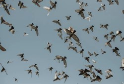 Kuşların garip davranışları paniğe yol açtı: Uzmanlardan “büyük felaket” uyarısı