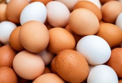 Milyonlarca yumurtada salmonella alarmı: 306 kişi hastanelik oldu