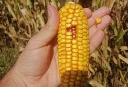 Mısır eken çiftçiye kötü haber: 3 milyon ton mısır ithalatı kararı