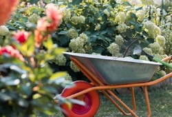 Ne ilaç ne zehir! Bu çiçek yılanı, akrebi ve fareyi uzak tutuyor