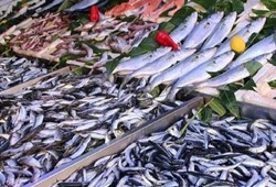 Ne mezgit ne istavrit ne de hamsi: Aralık ayının en sağlıklı balığı açıklandı
