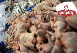 Ölümcül bakteri bulunmuştu! Şenpiliç’ten tuhaf açıklama