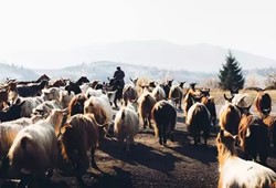 orman-yanginlarina-karsi-tarihi-yontem-keci-plani-yeniden-hayata-geciyor.jpg