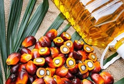 palm-yagi-ve-gluten-hakkinda-ezber-bozan-gercekler-ve-yanlislar.jpg