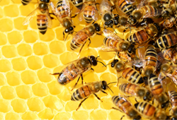 Propolis Nedir? Propolis Faydaları Nelerdir?