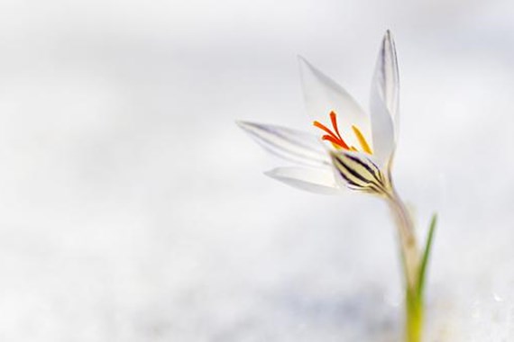 Sabır ve imanın timsali olan kadın sahabi... Hayatı bugün bütün Müslümanlar için bir ders!