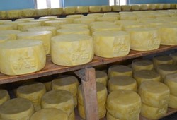 Sadece 5 kardeş başardı! 1 yıl bekliyor, sonra servet kazandırıyor!