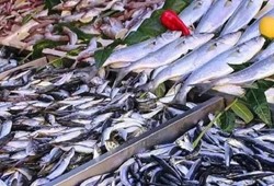 Severek tüketilen balıkta tehlikeli madde tespit edildi